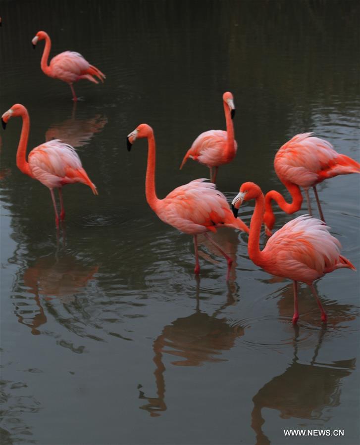 #CHINA-JIANGSU-FLAMINGOS (CN)