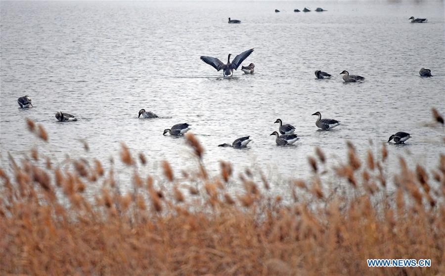 CHINA-LIAONING-WOLONG LAKE-BIRDS (CN)