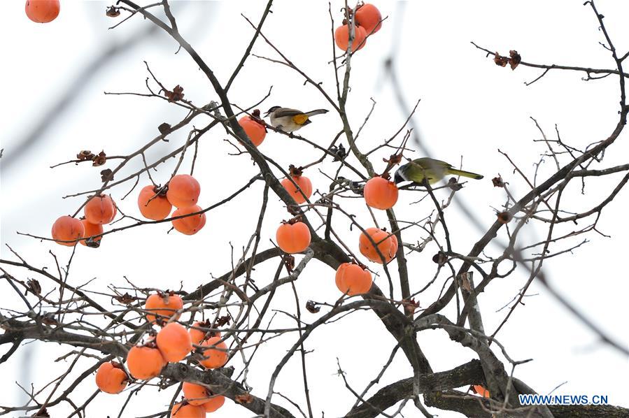 #CHINA-HUBEI-BAOKANG-SNOW-PERSIMMON (CN)