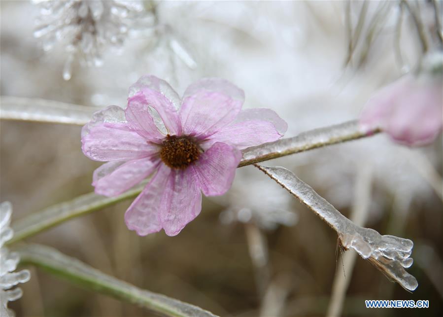 #CHINA-HUNAN-ZHANGJIAJIE-FROZEN PLANT (CN) 