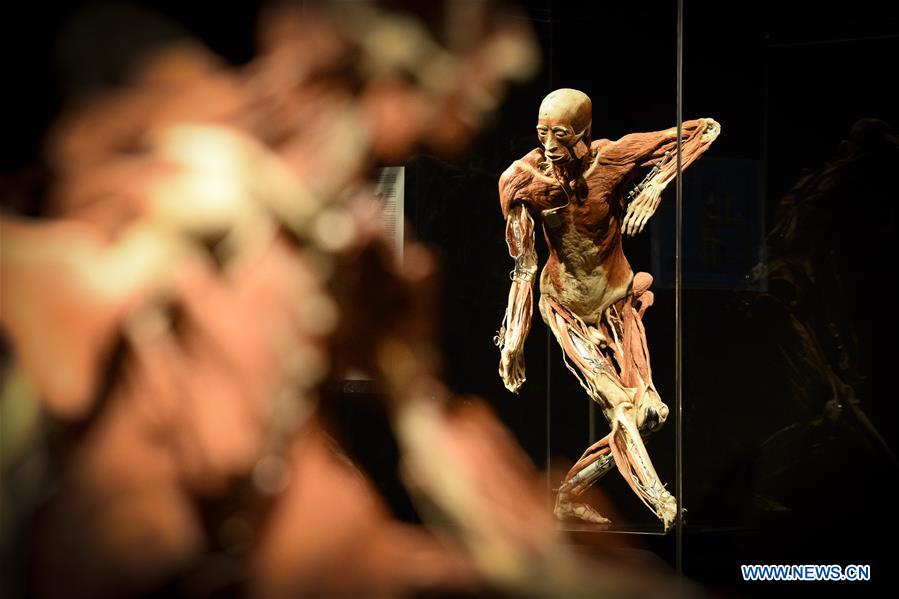 POLAND-WARSAW-BODY WORLDS-EXHIBITION