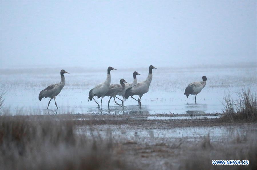 #CHINA-GUIZHOU-BLACK-NECKED CRANE (CN)