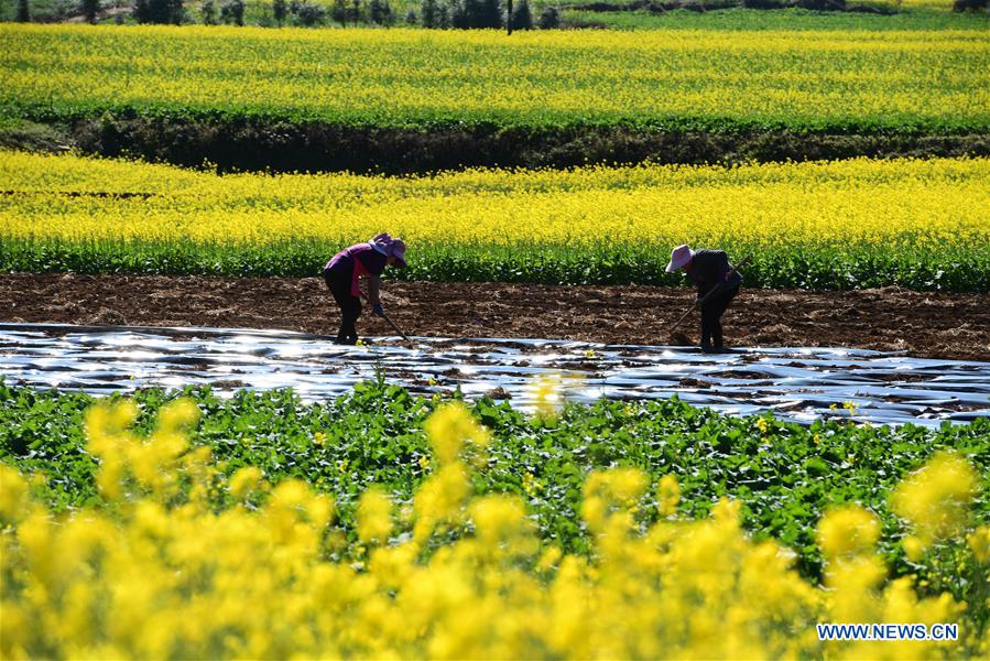 #CHINA-YUNNAN-LUOPING-COLE FLOWER(CN)