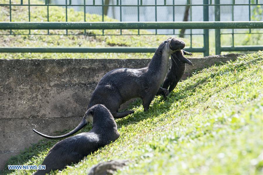 SINGAPORE-NEWBORN OTTER