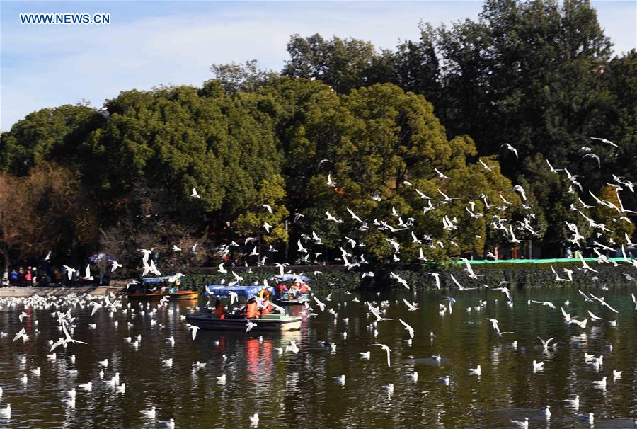 CHINA-KUNMING-RED-BILLED GULLS (CN)