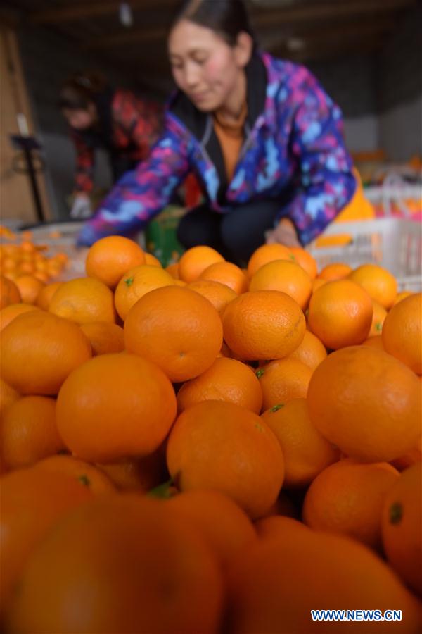 #CHINA-HUBEI-ORANGE HARVEST (CN)