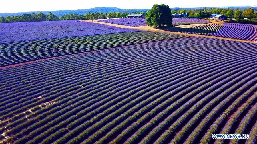 AUSTRALIA-TASMANIA-LAVENDER-BLOSSOMS