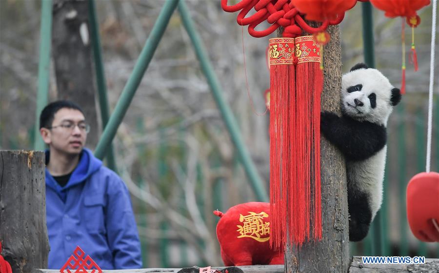 CHINA-SICHUAN-GIANT PANDA-SPRING FESTIVAL (CN)