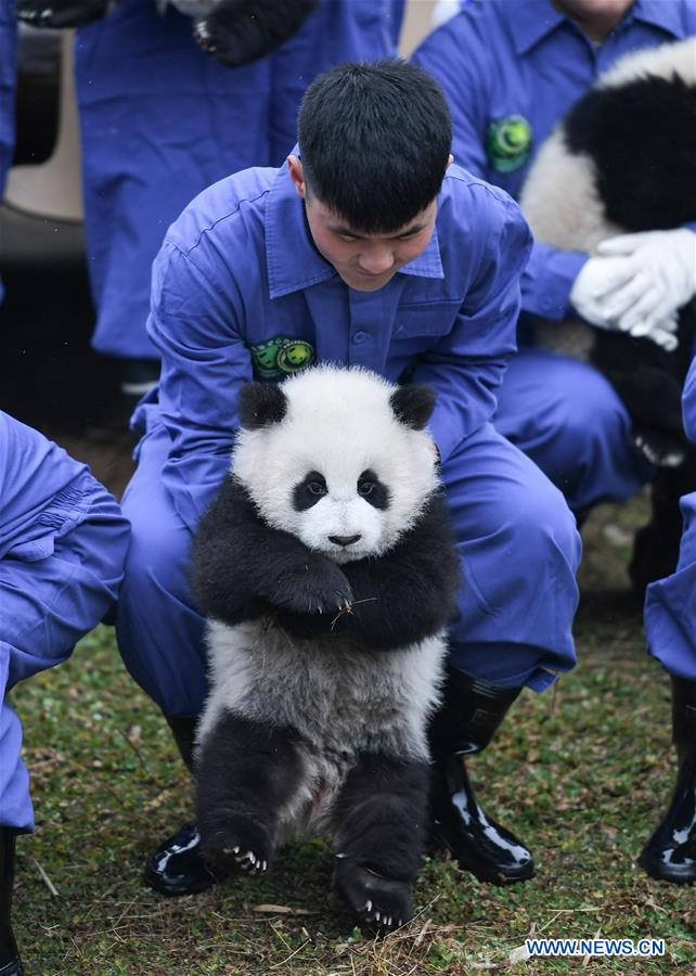 CHINA-SICHUAN-GIANT PANDA-SPRING FESTIVAL (CN)