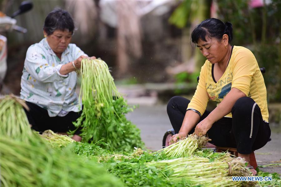 #CHINA-QIONGHAI-FARMING-VEGETABLE (CN)