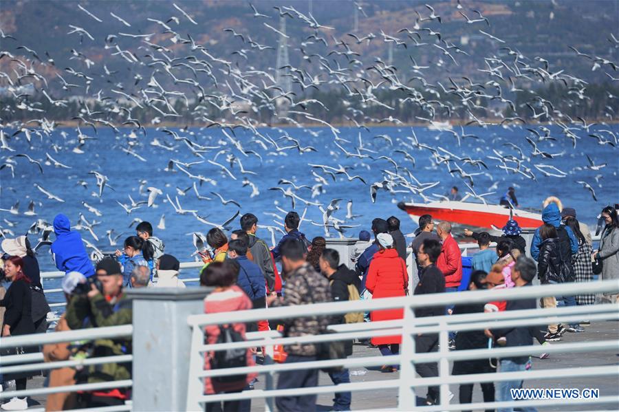 CHINA-KUNMING-SPRING FESTIVAL-BLACK-HEADED GULLS (CN)