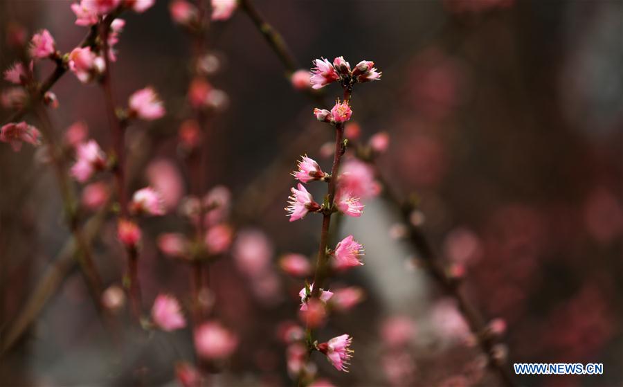 #CHINA-SHANDONG-LINYI-PEACH BLOSSOM (CN)