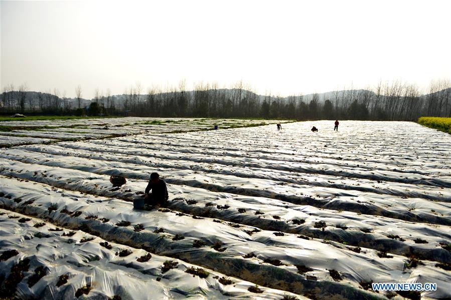 #CHINA-SPRING-FARMING (CN)