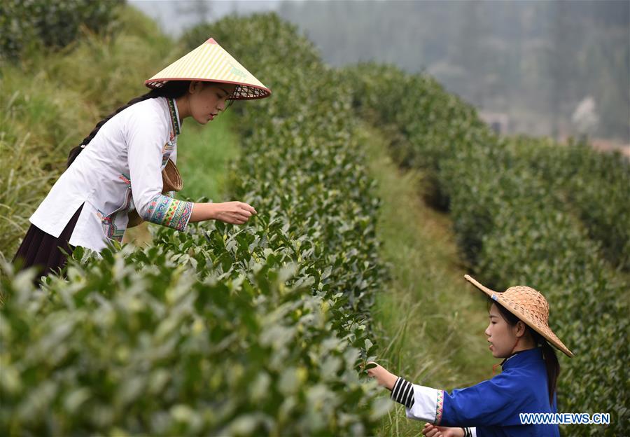 CHINA-GUIZHOU-TEA GARDEN (CN)