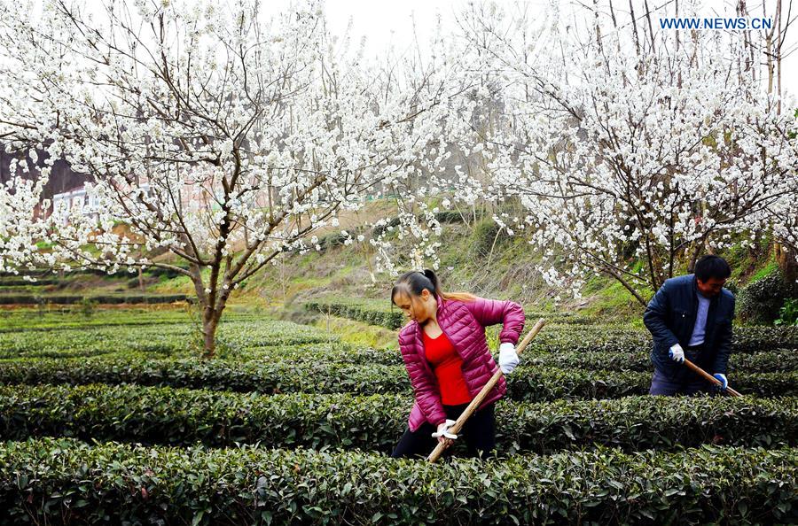 CHINA-SHAANXI-XIXIANG-SPRING-TEA GARDEN (CN)