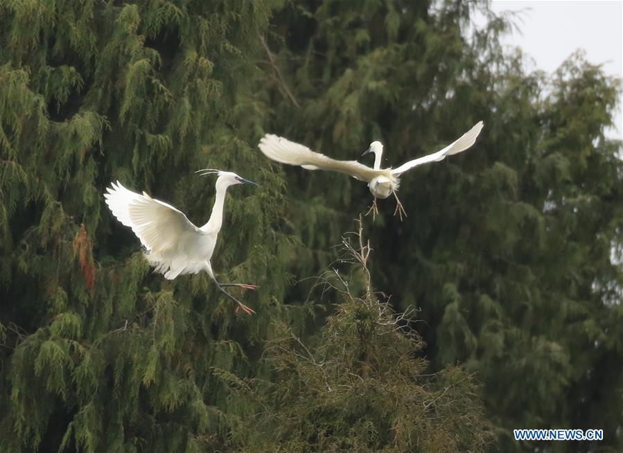 #CHINA-GUIZHOU-TONGREN-EGRET (CN)