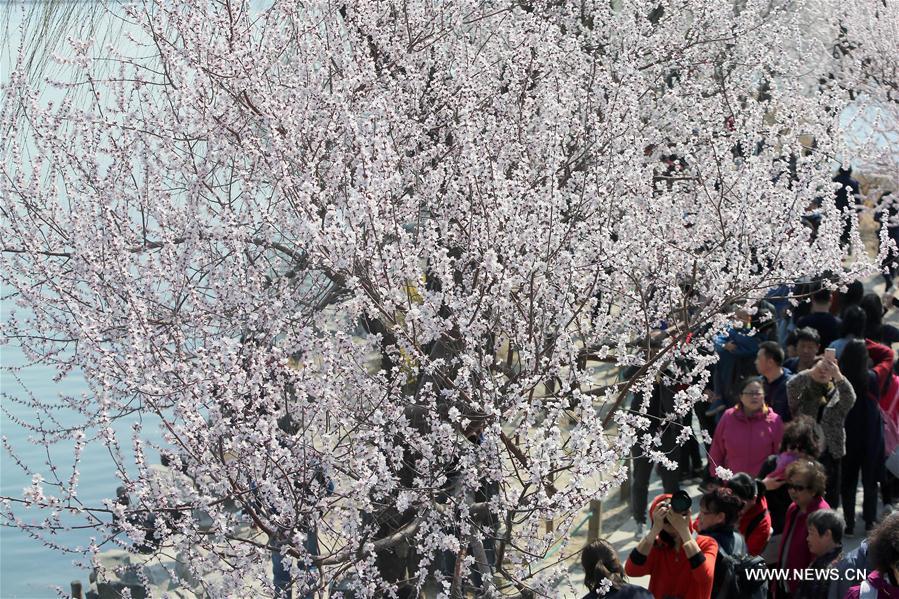 CHINA-BEIJING-SUMMER PALACE-SCENERY (CN)