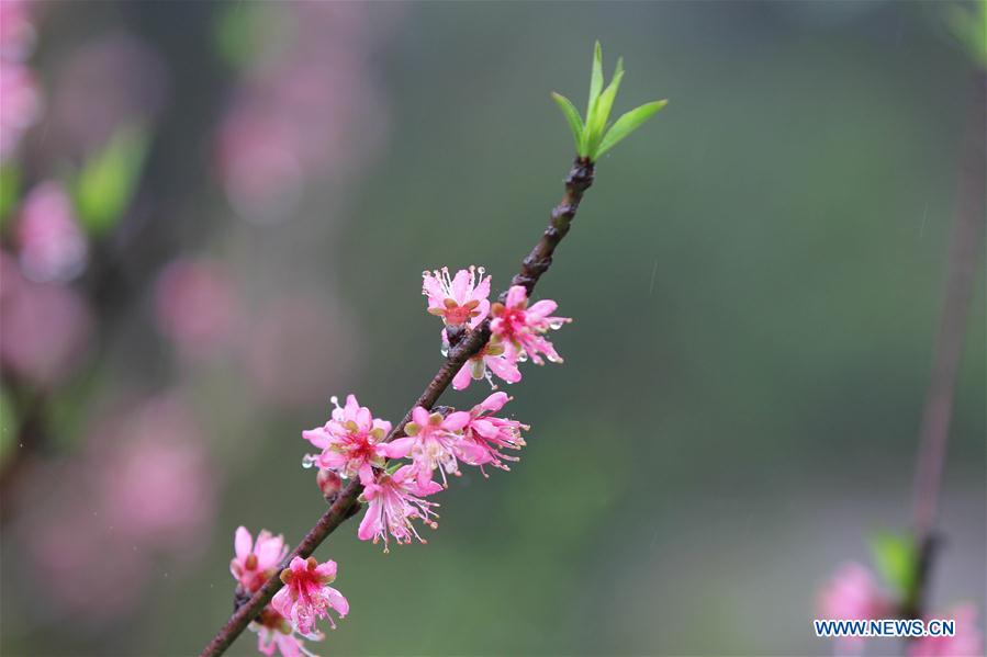 #CHINA-HUNAN-SPRING-FLOWER-RAIN (CN)