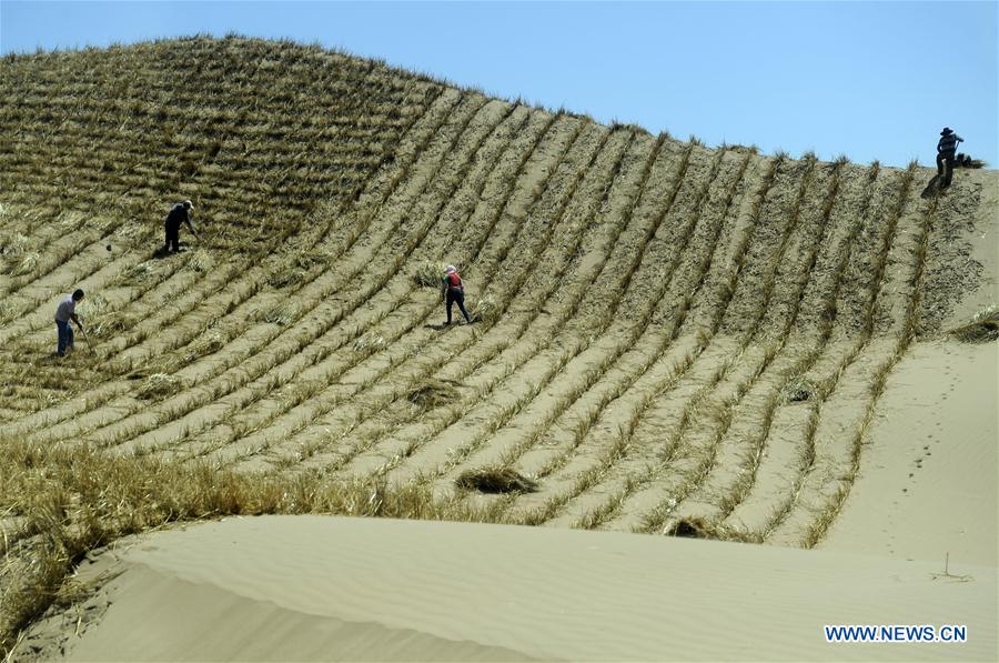 CHINA-REFORESTATION EFFORTS-WORLD LEADING (CN)