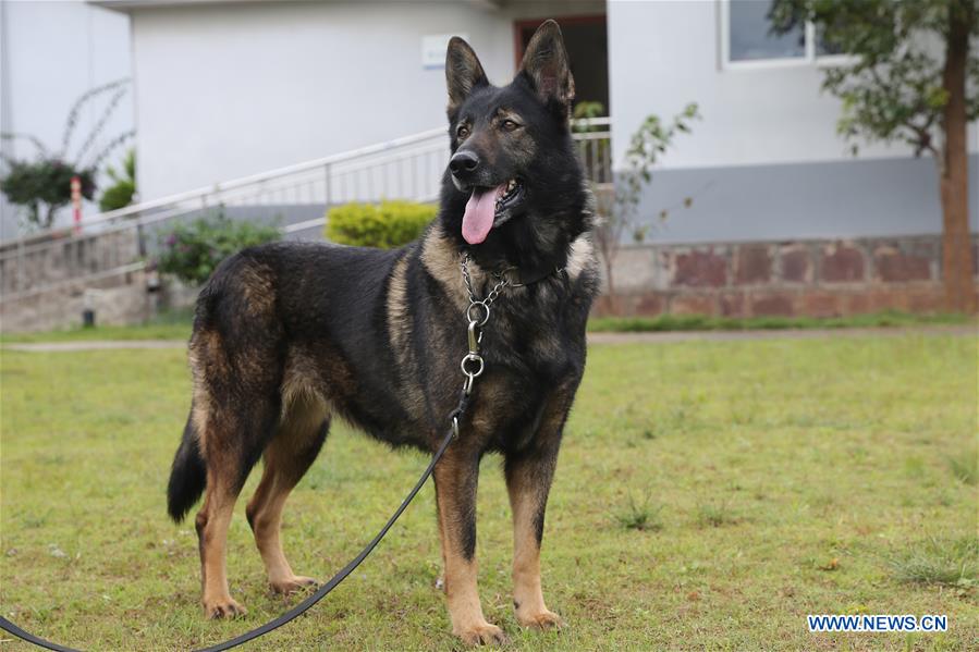 CHINA-YUNNAN-FIRST CLONED POLICE DOG-TRAINING (CN)