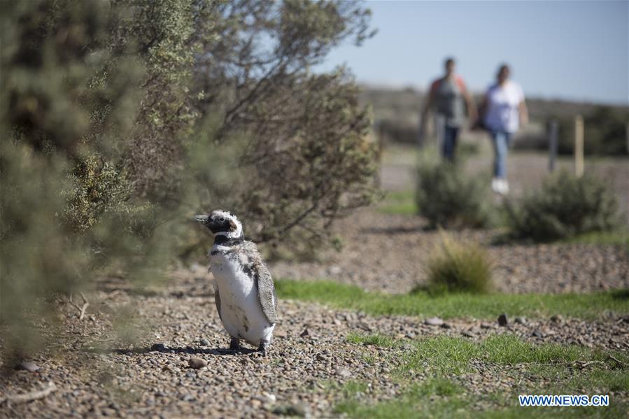 ARGENTINA-CHUBUT-PUNTA TOMBO RESERVE-PENGUINS