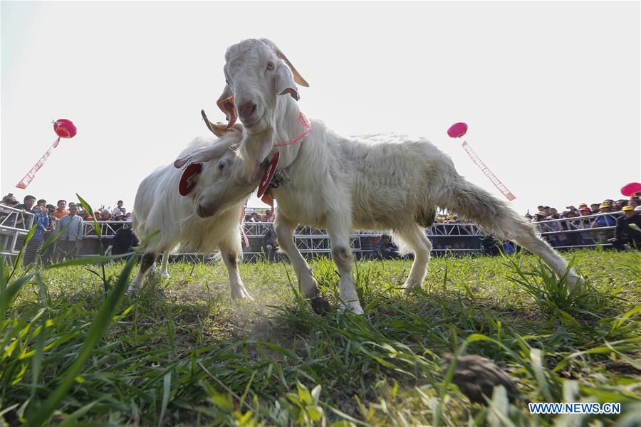 #CHINA-JIANGSU-NANTONG-GOAT FIGHT (CN)