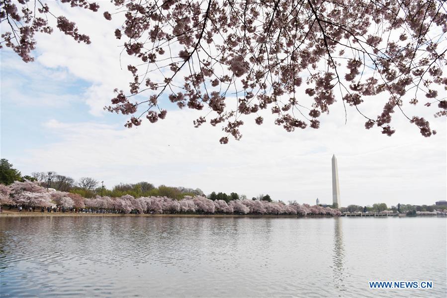 U.S.-WASHINGTON D.C.-CHERRY BLOSSOM