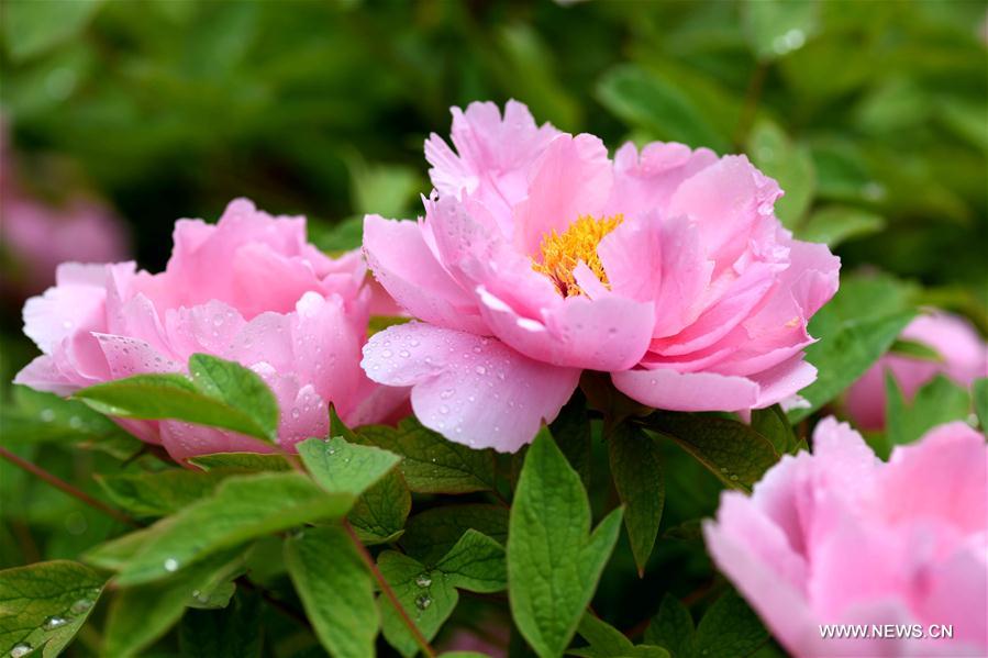 #CHINA-HEBEI-ZHENGDING-PEONY-FLOWERS (CN)