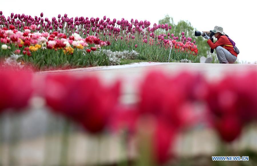 #CHINA-HEBEI-SPRING-FLOWERS(CN)