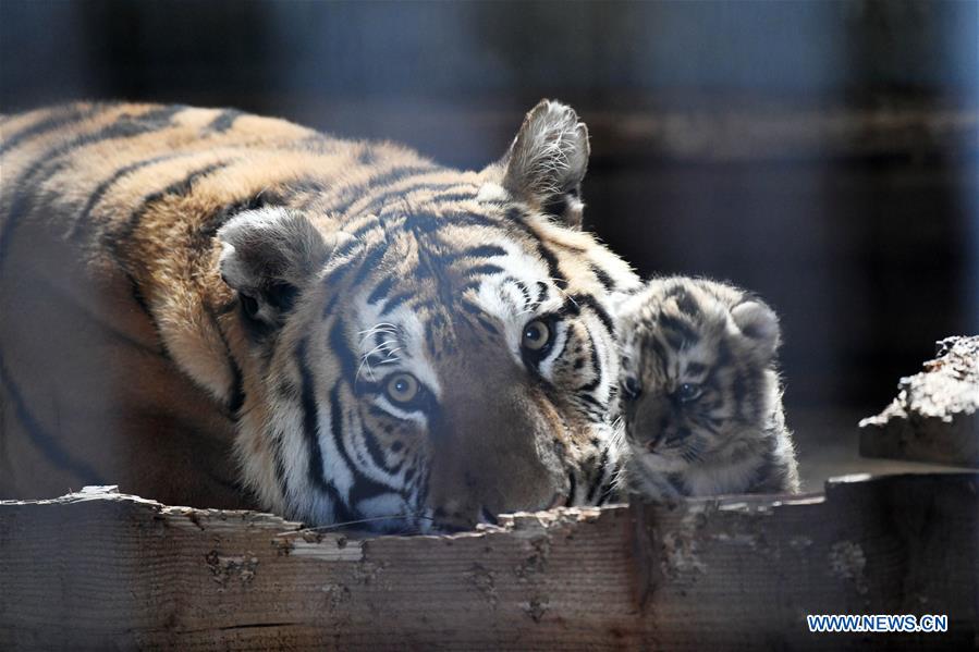 CHINA-HEILONGJIANG-SIBERIAN TIGER-BREEDING (CN)