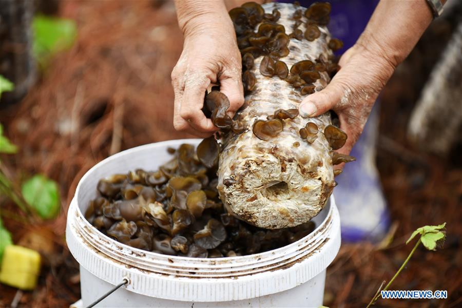 CHINA-GUIZHOU-JIANHE-AGRICULTURE-EDIBLE FUNGI (CN)