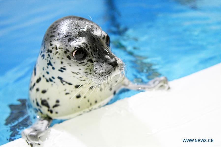 CHINA-HARBIN-SEAL KINDERGARTEN (CN)