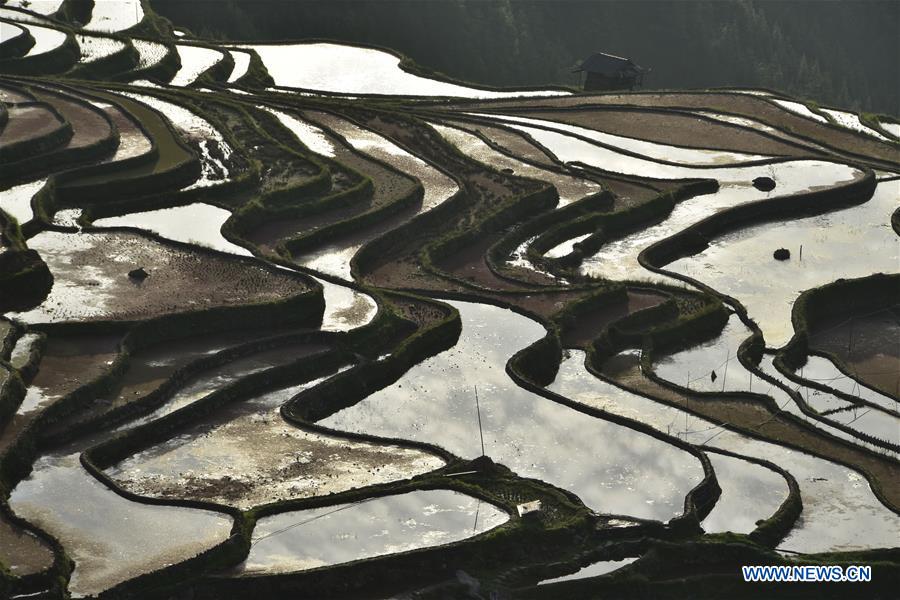 #CHINA-GUIZHOU-TERRACED FIELDS (CN)