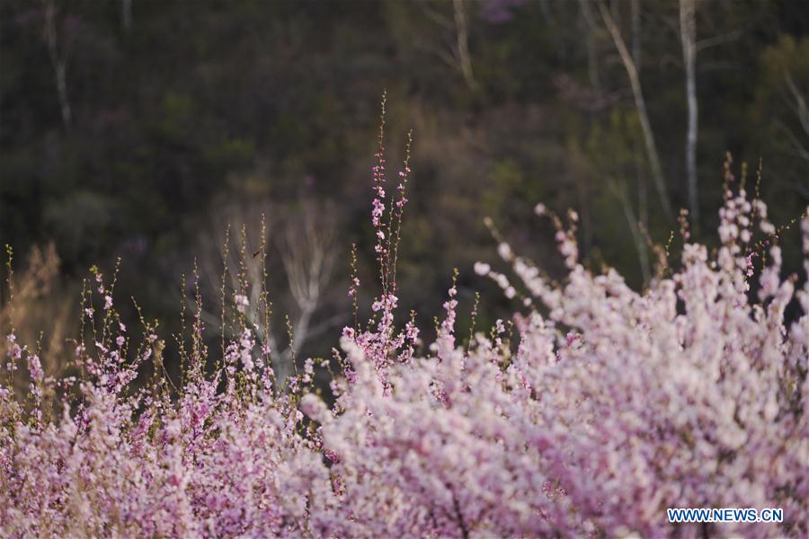 CHINA-HEBEI-CHONGLI-FLOWER-BLOSSOM (CN)