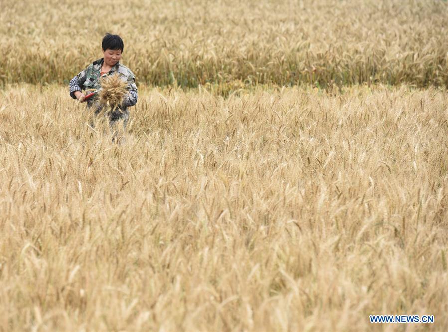 #CHINA-GUIZHOU-BIJIE-WHEAT-HARVEST (CN)