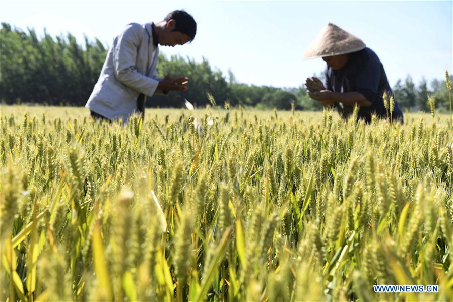 #CHINA-WHEAT-HARVEST (CN)