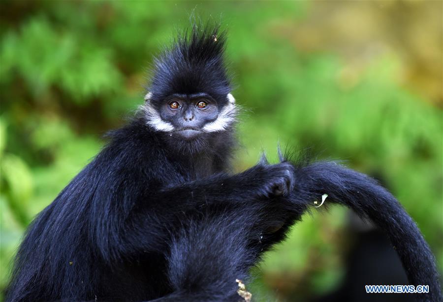 CHINA-GUIZHOU-FRANCOIS' LANGUR-PROTECTION (CN)