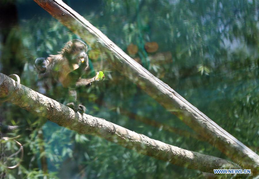 CHINA-SHENYANG-FOREST ZOOLOGICAL GARDEN-ANIMAL CUBS(CN)