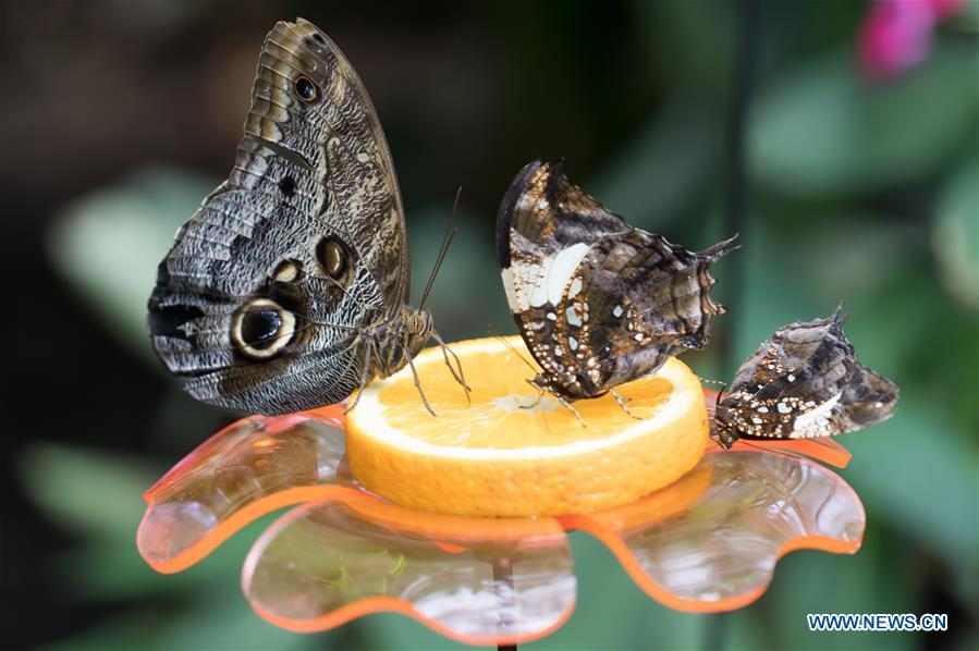 HUNGARY-BUDAPEST-ZOO-BUTTERFLY