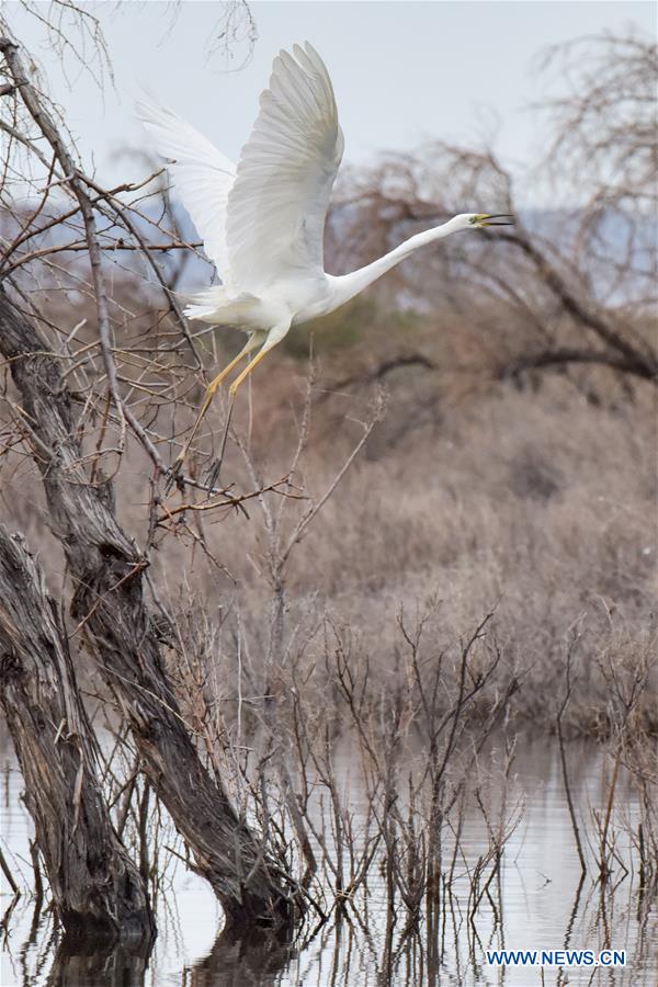 CHINA-XINJIANG-ULUNGGUR LAKE-WILD BIRDS (CN)