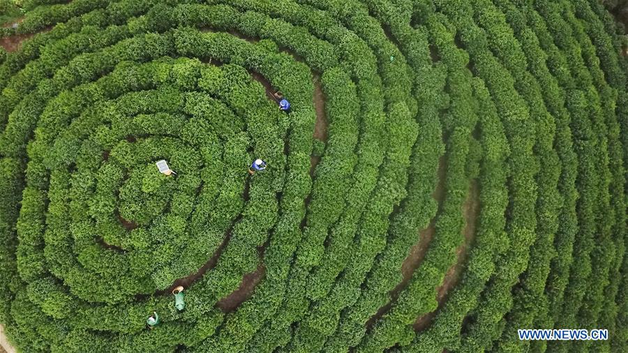 (EcoChina) CHINA-BEIJING-HORTICULTURAL EXPO-ANHUI (CN)