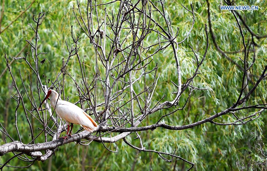 CHINA-SHAANXI-WILD CRESTED IBIS (CN)