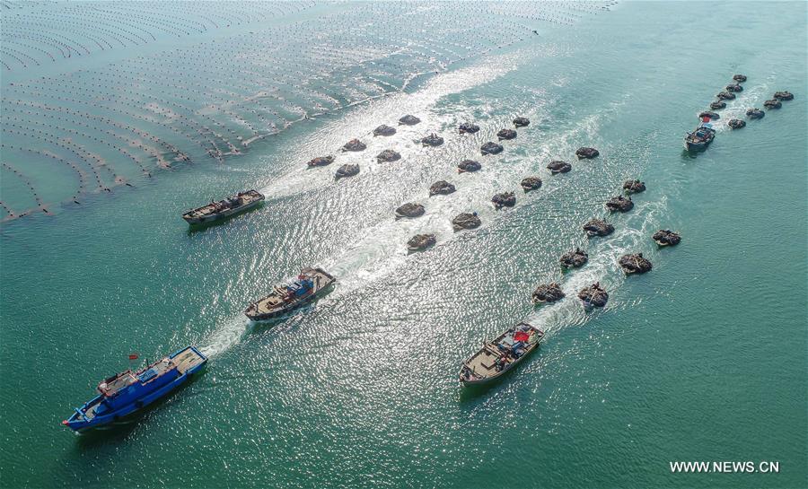 #CHINA-SHANDONG-RONGCHENG-KELP HARVEST (CN)