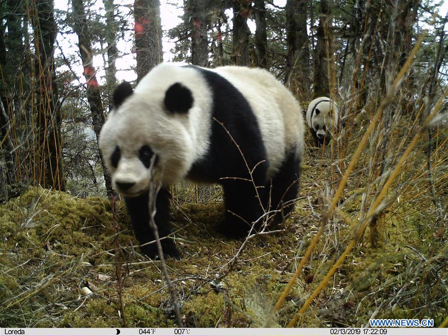 #CHINA-SICHUAN-PANDA-INFRARED CAMERA (CN*)