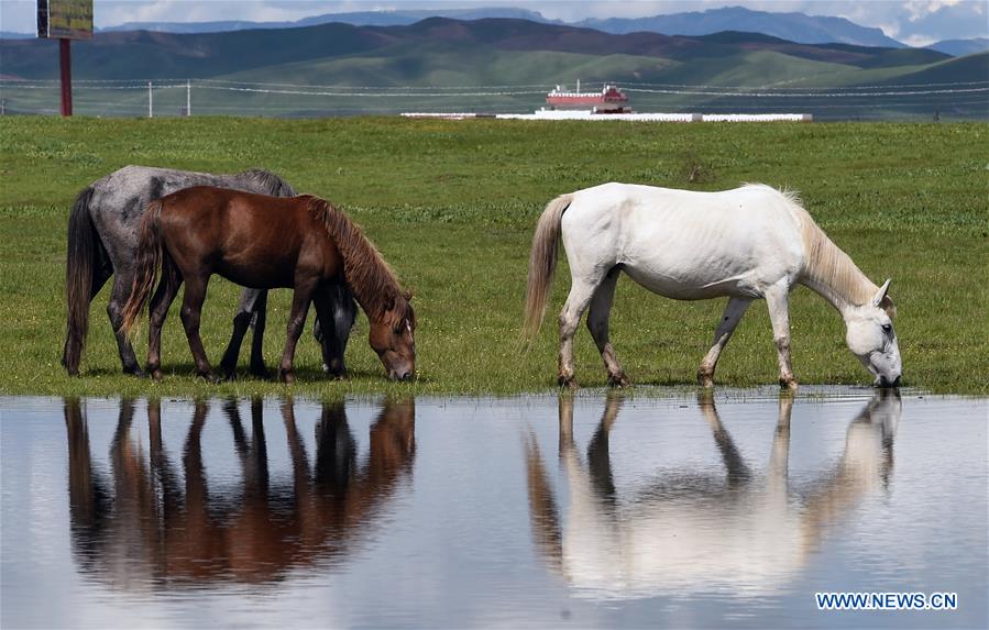 CHINA-GANSU-MAQU-HEQU HORSES (CN)