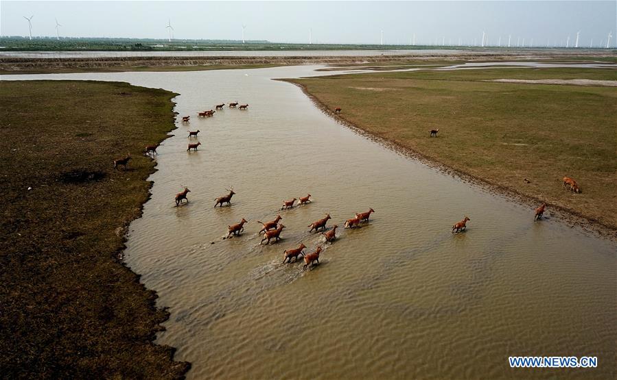 CHINA-JIANGSU-MILU NATIONAL NATURE RESERVE-POPULATION-GROWTH (CN)