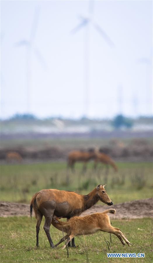 CHINA-JIANGSU-MILU NATIONAL NATURE RESERVE-POPULATION-GROWTH (CN)