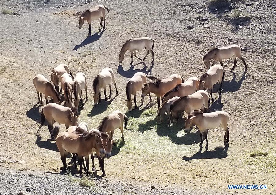 CHINA-XINJIANG-PRZEWALSKI'S HORSE (CN)