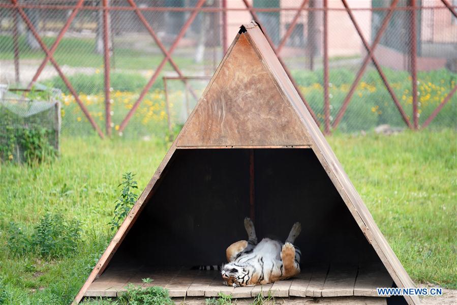 CHINA-HEILONGJIANG-SUMMER-SIBERIAN TIGERS (CN)