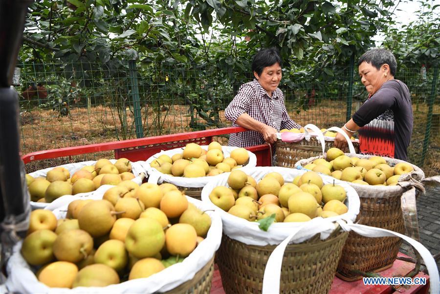 CHINA-CHONGQING-PEAR PLANTATION-POVERTY ALLEVIATION (CN)